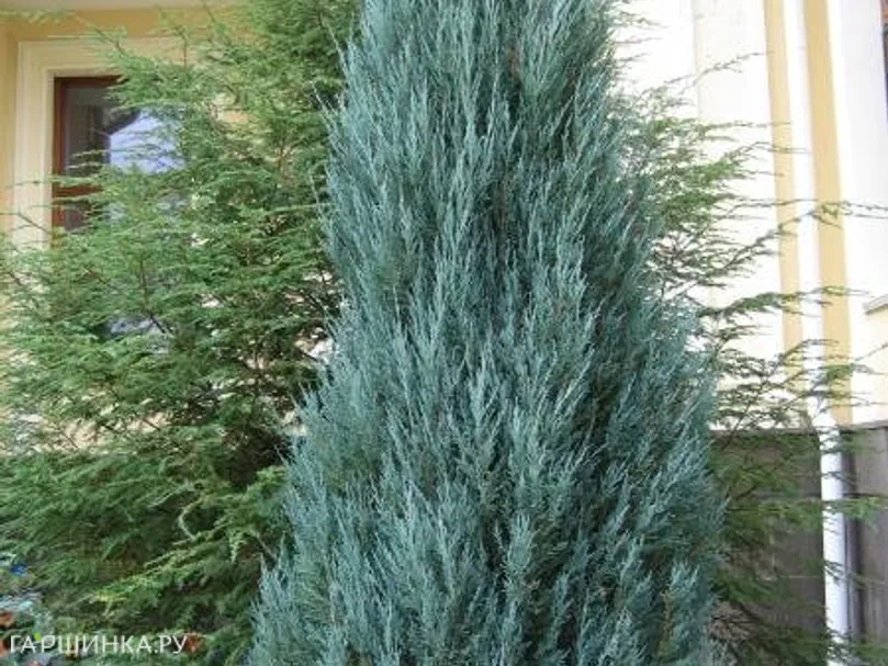 Можжевельник скальный Блю Арроу