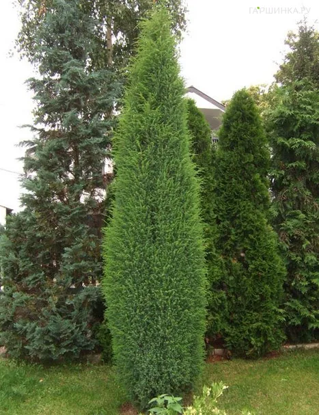 Можжевельник обыкновенный Суецика