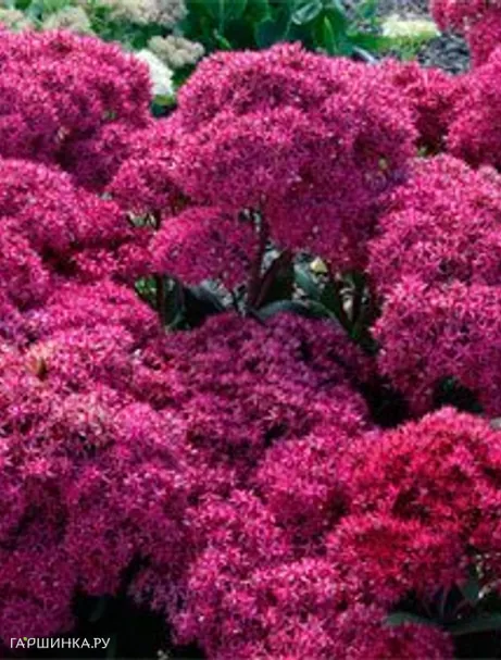 Очиток (седум) Мистер Гудбуд