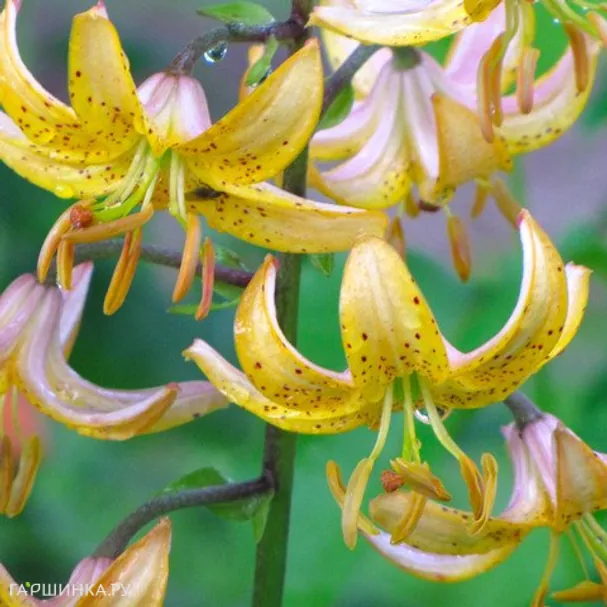 Лилия Мрс.Р.О.Бакхауз кудреватая/ 2шт