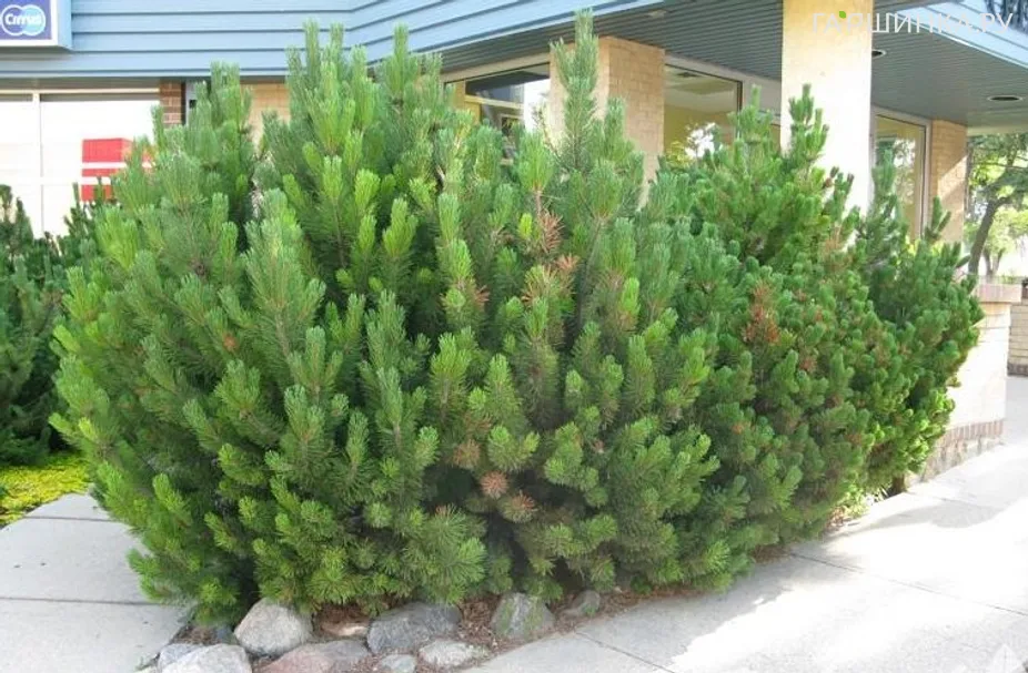 Сосна горная Мугус