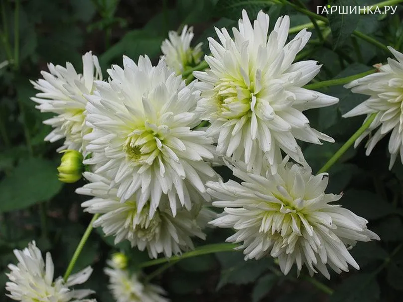 Георгина Май Лав кактусовидная