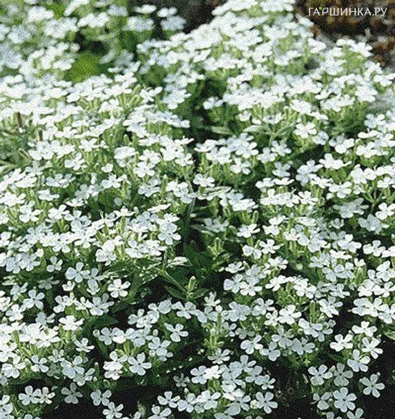 Мыльнянка White 3шт