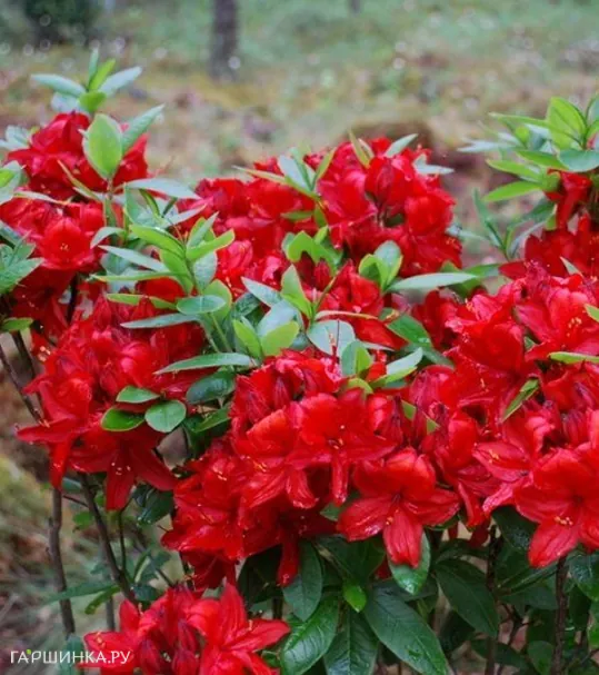 Рододендрон (Азалия) Набукко