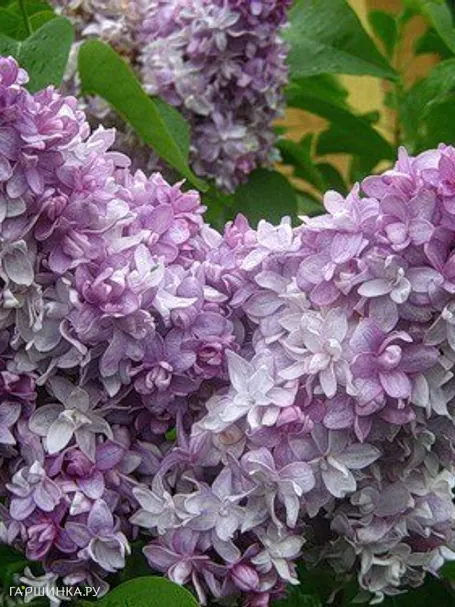 Сирень Надежда