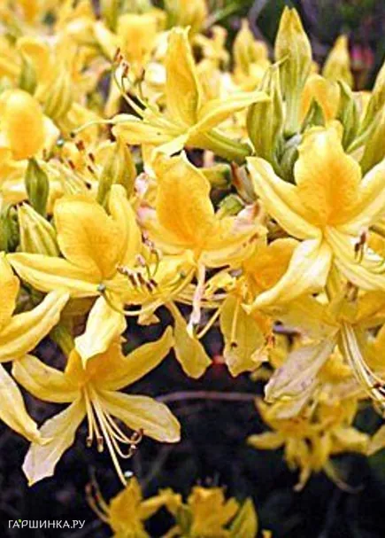 Рододендрон (Азалия) Narcissiflora Р9