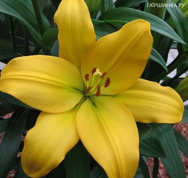 Лилия Нэшвилл ЛА-гибриды/2шт