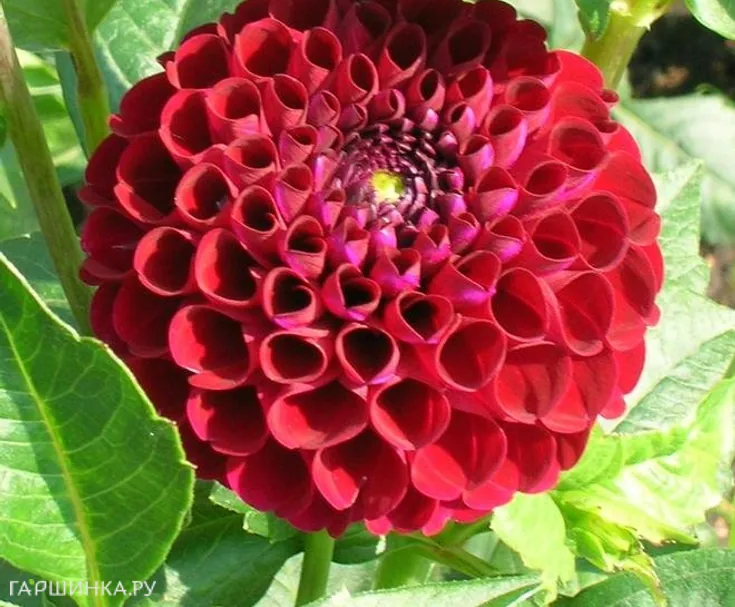 Георгина Натал шаровидная