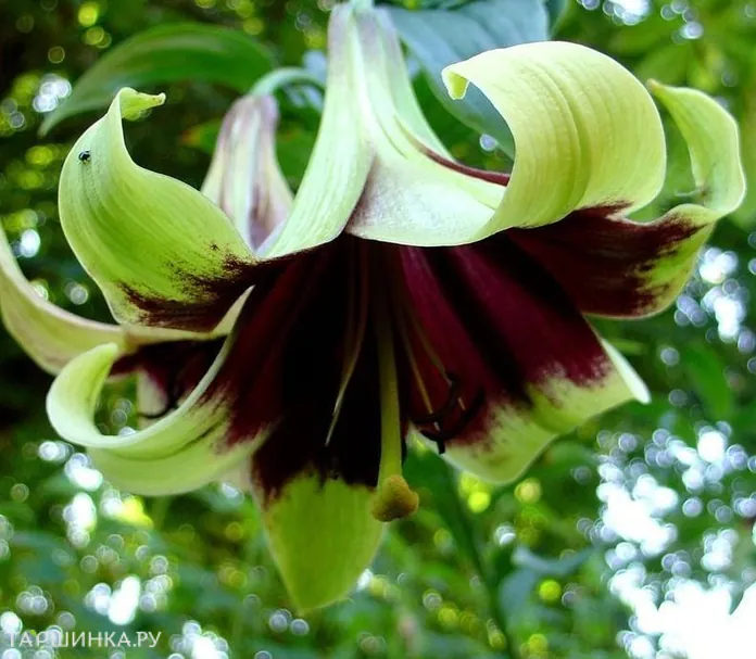 Лилия Непаленс лонгифлорум/ 2шт