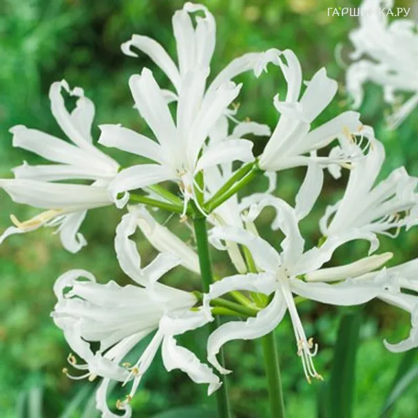 Нерине Боудени белая