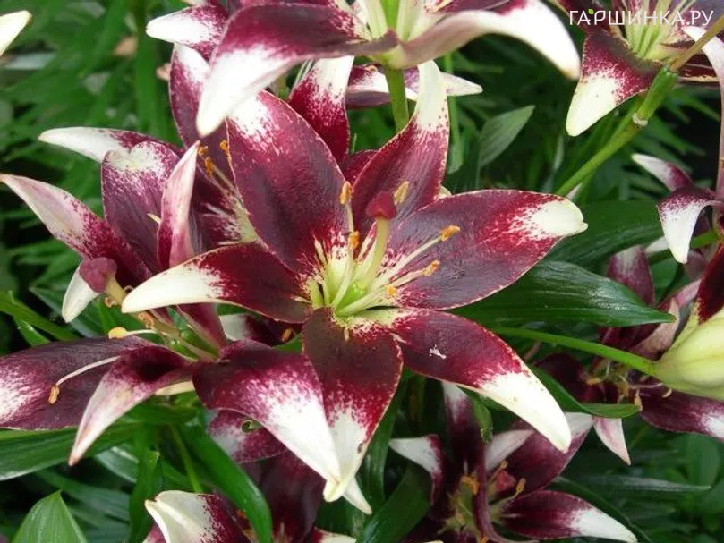 Лилия Неттис Прайд азиатская