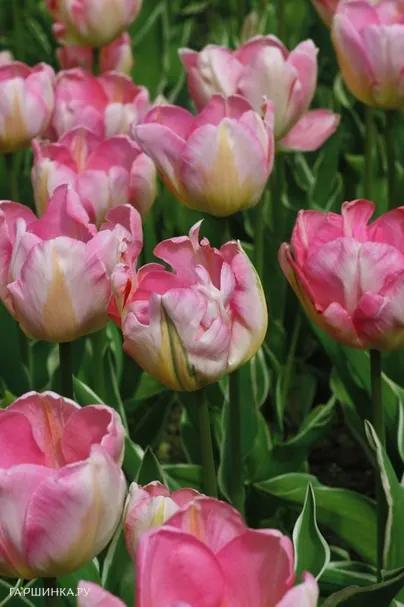 Тюльпан New Design Триумф 5шт