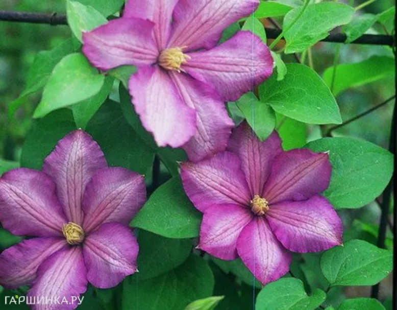 Клематис Николай Рубцов крупноцветковый  (3)