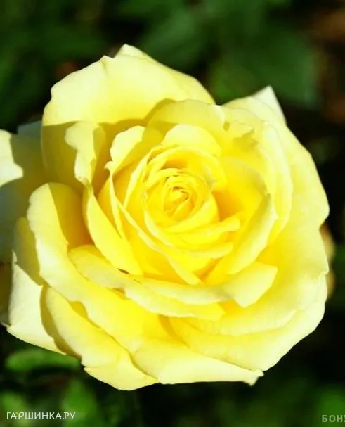 Роза Николя Уло чайно-гибридная, Топалович (лиц)