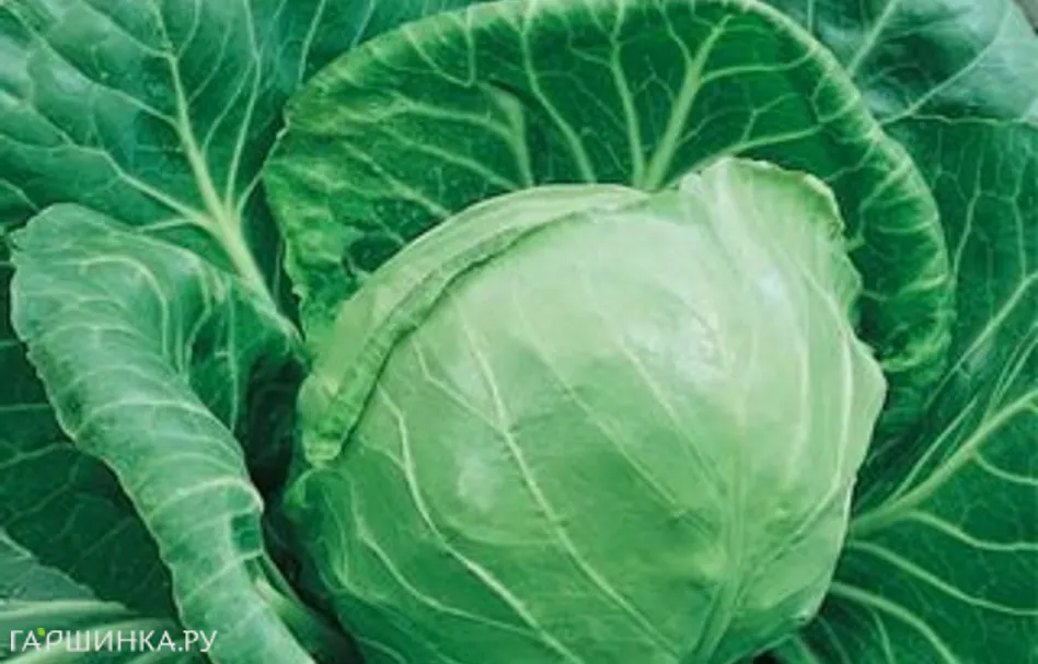Капуста Грибовский №1 147 белокочанная