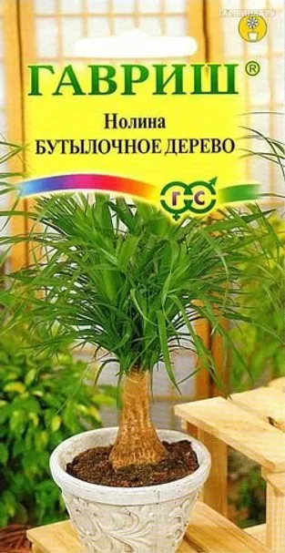 Нолина Бутылочное дерево* 3шт.