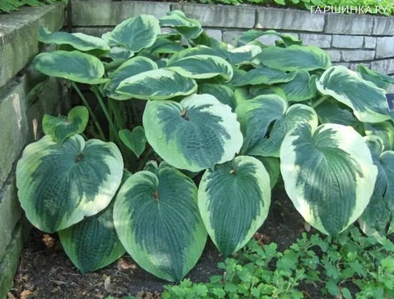 Хоста Нозен Экспози (L)