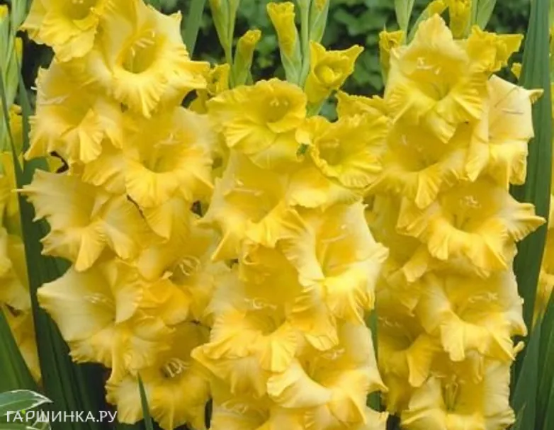 Гладиолус Нова Люкс