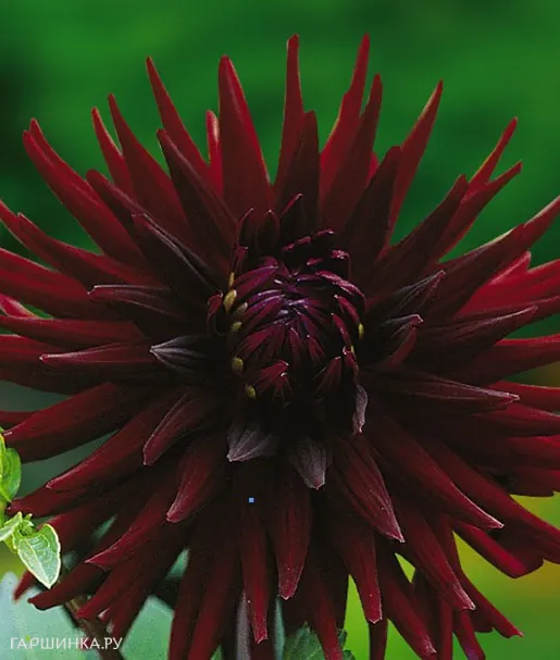 Георгина Нуит Д. Эте кактусовидная