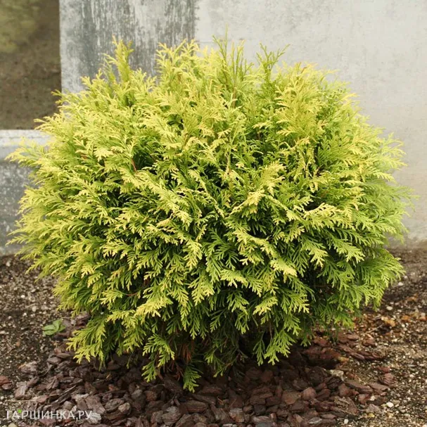 Туя шаровидная Голден Глобе