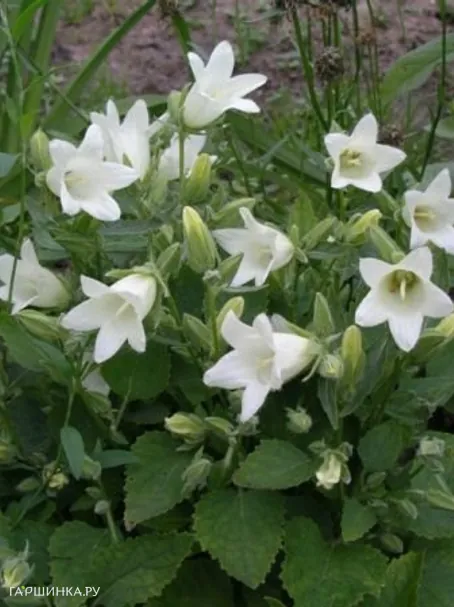 Колокольчик бледноохряный Мевр. ван Воленхове