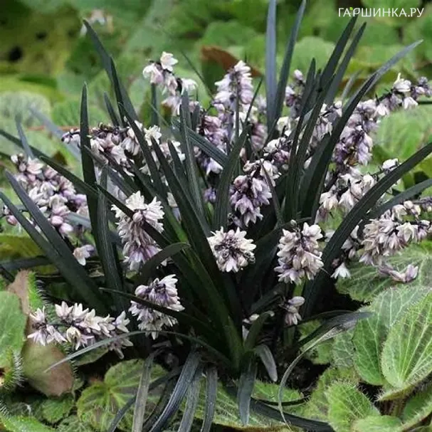 Офиопогон/Ландышник плоскострелый Нигер