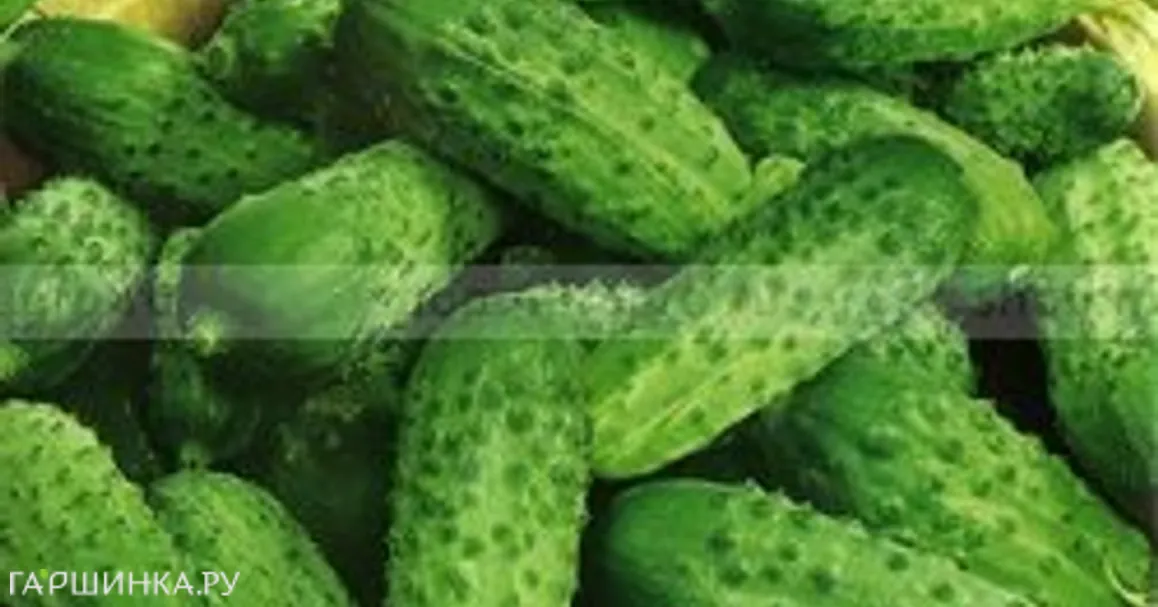 Огурец Филиппок F1 з/г ц/п, Семена Седек