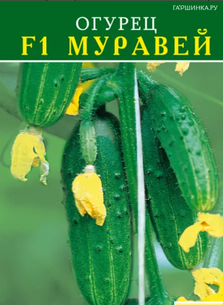 Огурец Муравей F1 12шт