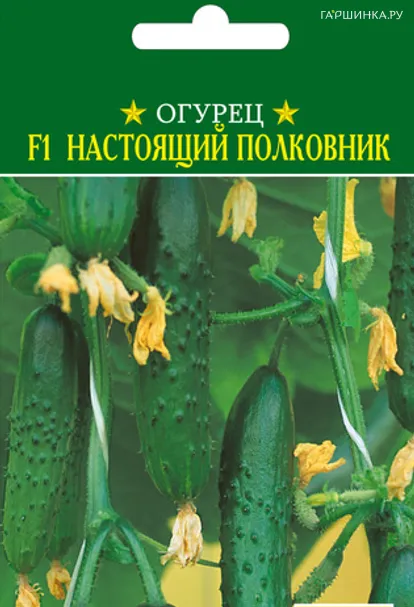 Огурец Настоящий полковник F1 12шт