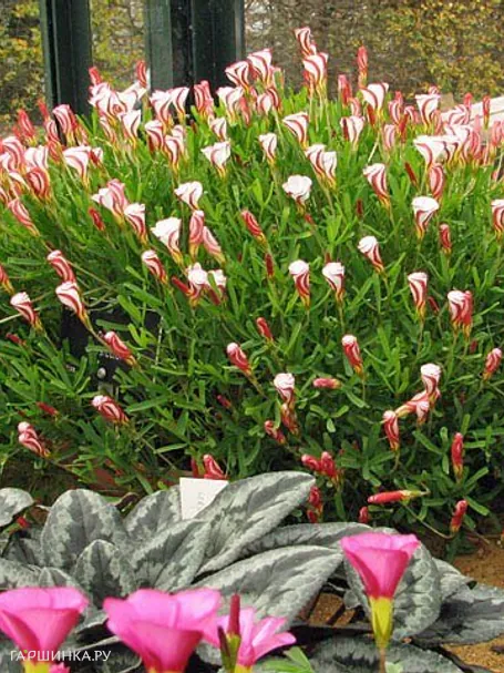 Оксалис Версиколор 5 шт