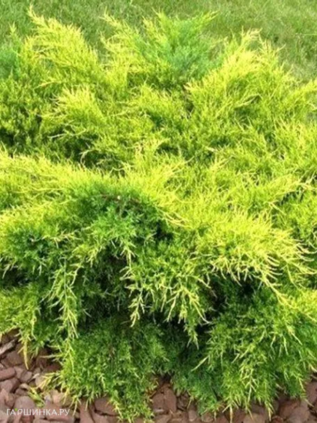 Можжевельник средний Олд Голд