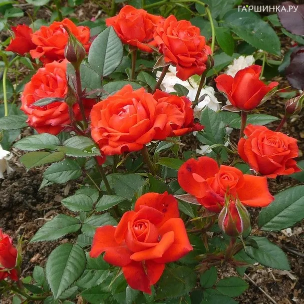 Роза Оранж Джувел мини, Топалович (лиц)