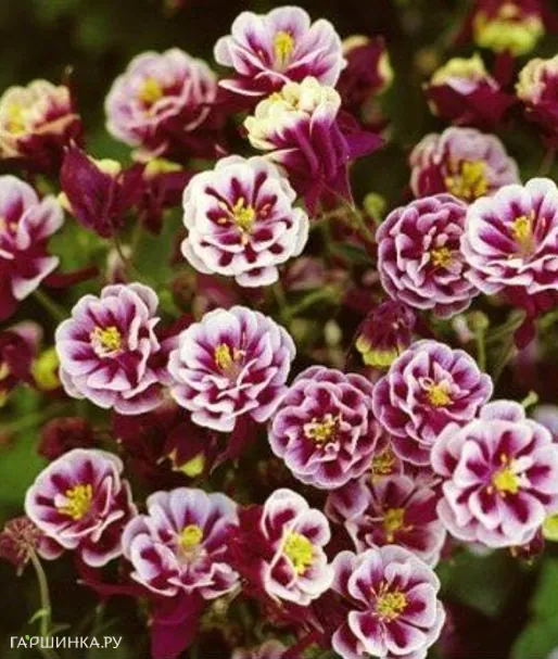 Аквилегия Винки Дубль Роуз Вайт