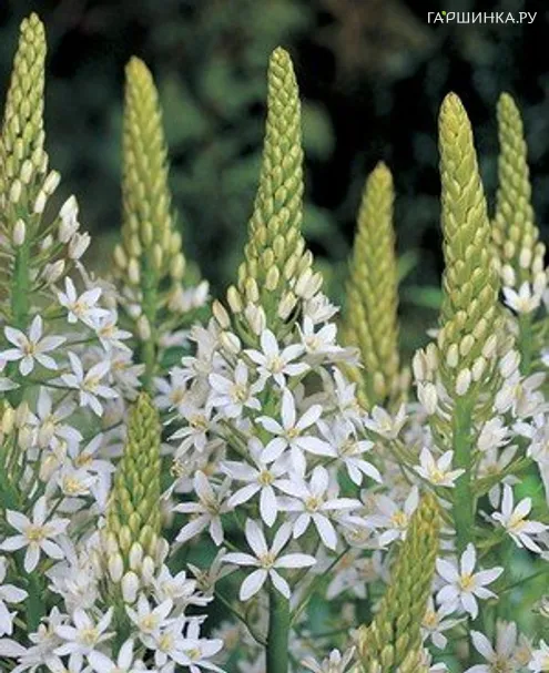 Птицемлечник White Giant белый 10шт.