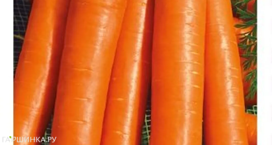 Морковь на ленте Осенний король 8 м