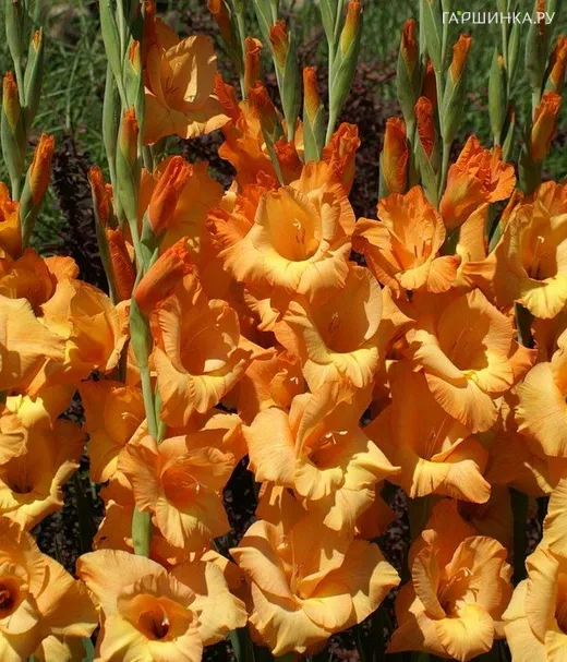 Гладиолус крупноцветковый Овация 7шт.