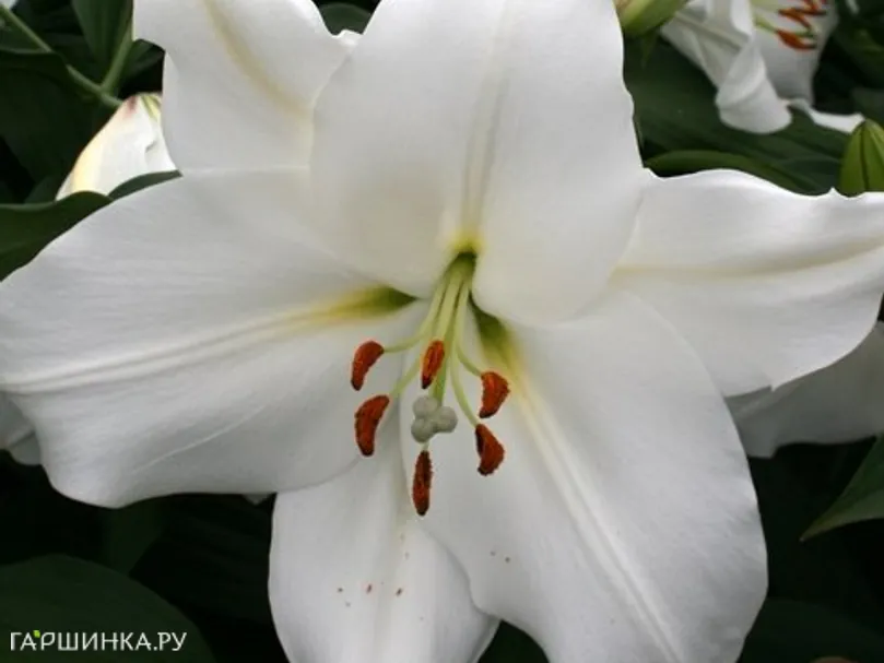 Лилия Овати ОТ-гибрид/2шт