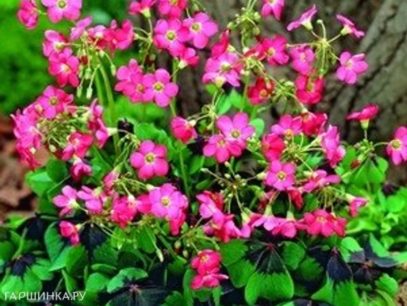 Оксалис Deppei Iron Cross 10шт.