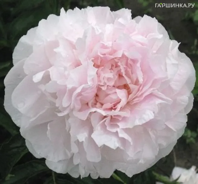 Пион Май Лав