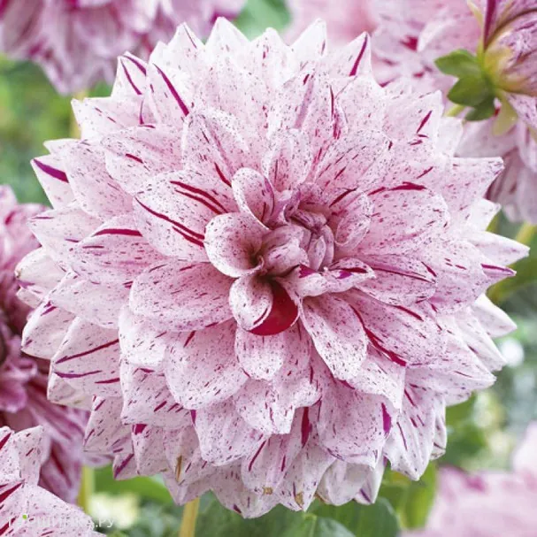 Георгина Пэйнтед Герл декоративная