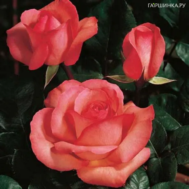 Роза Пантер Роуз чайно-гибридная, Топалович (лиц)