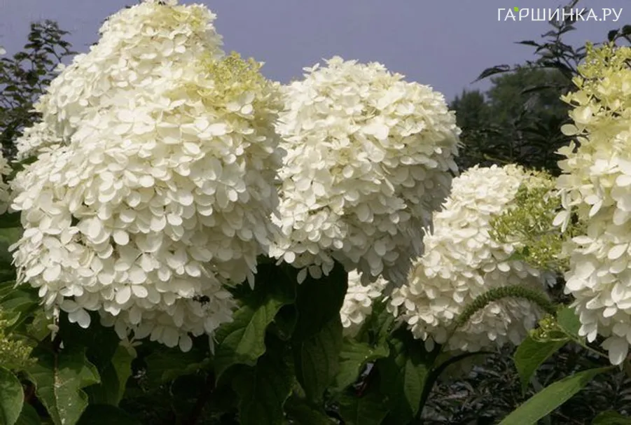 Гортензия Фантом метельчатая