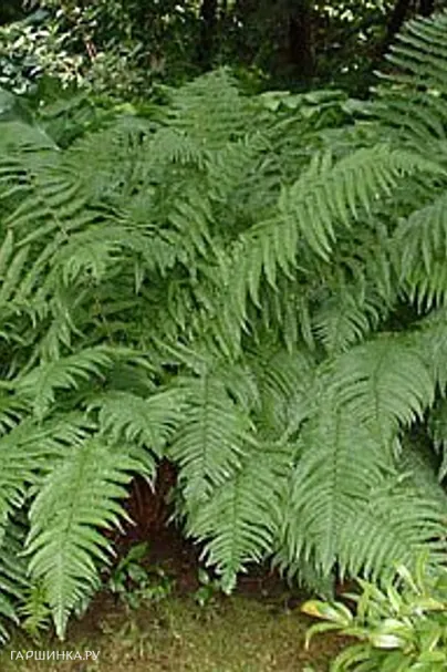 Папоротник щитовник мужской