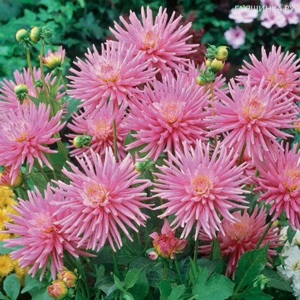 Георгина Парк Принцесс бордюрная