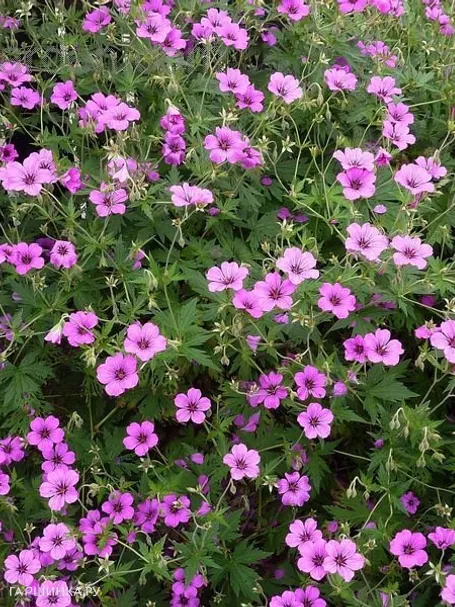 Герань садовая Патриция