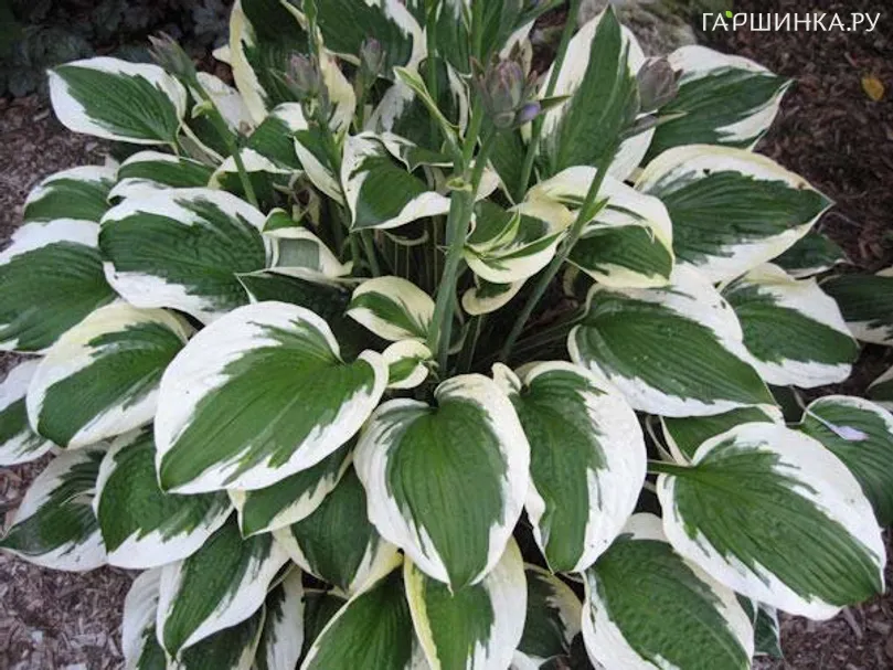 Хоста Патриот (M)