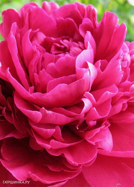 Пион Пол м Уайлд