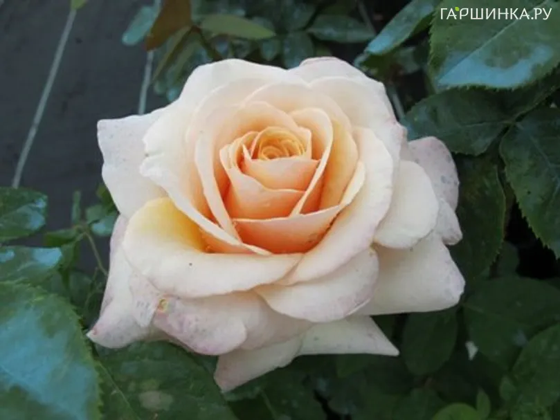 Роза Поль Рикар чайно-гибридная, Топалович (лиц)