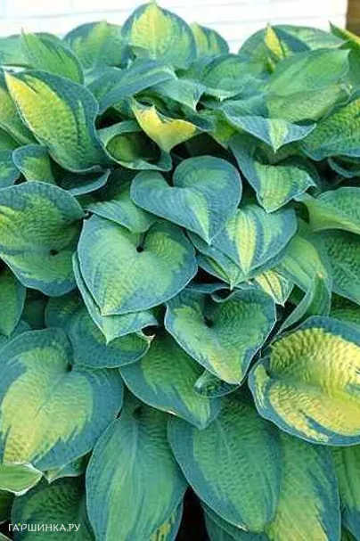 Хоста Паулс Глори (ML)