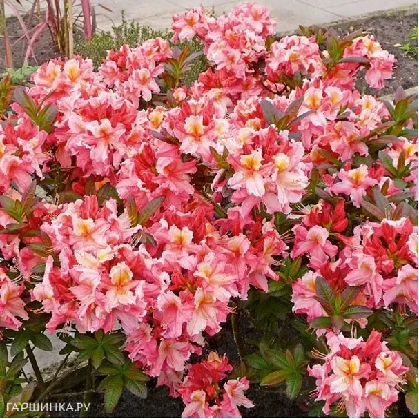 Рододендрон (Азалия) Painted Lady